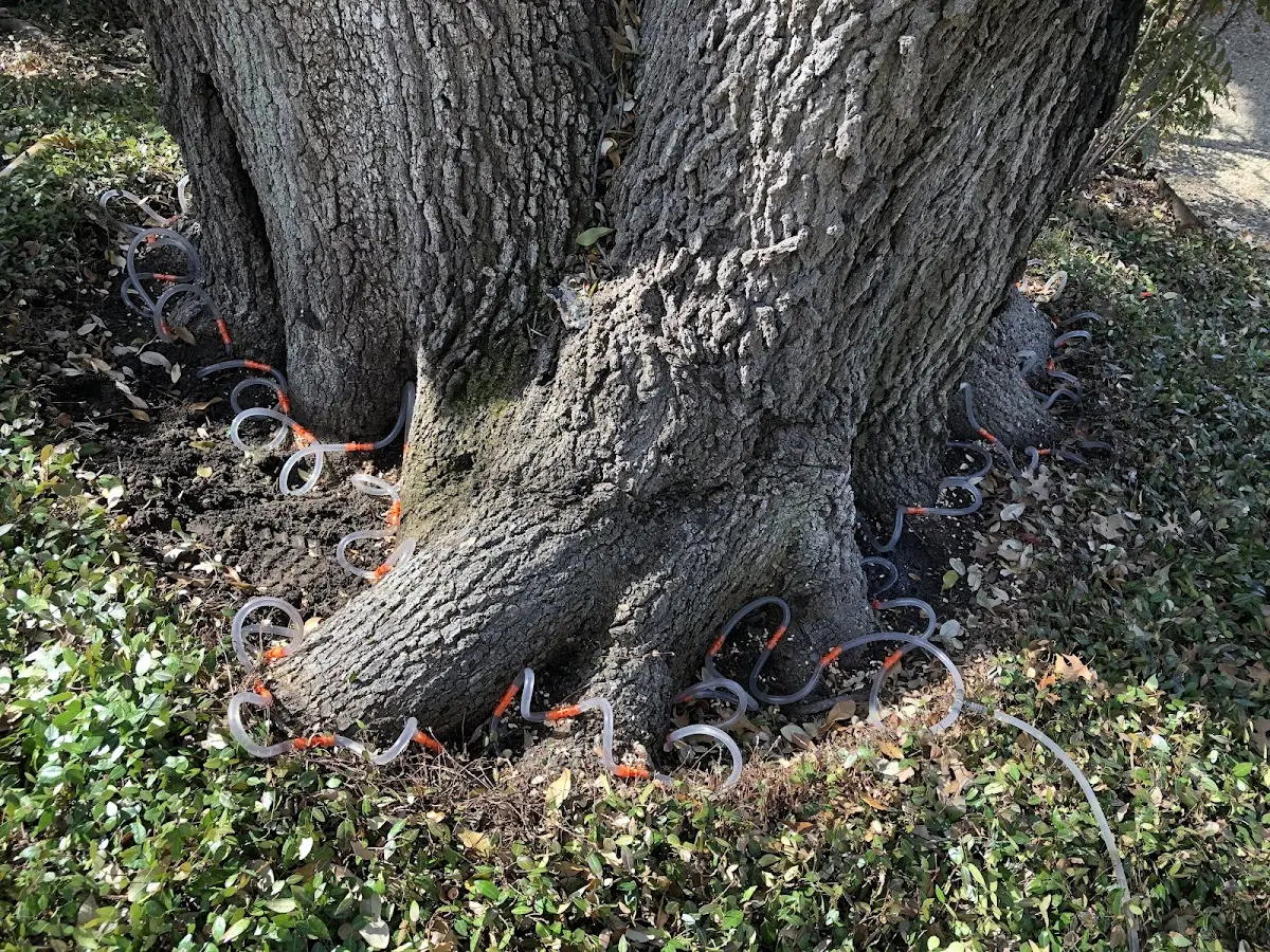 Detailed Tree Cabling and Bracing job site in Turpin