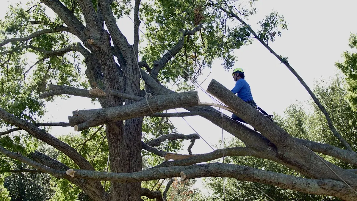 Professional Crown Thinning performed by certified arborists in Turpin