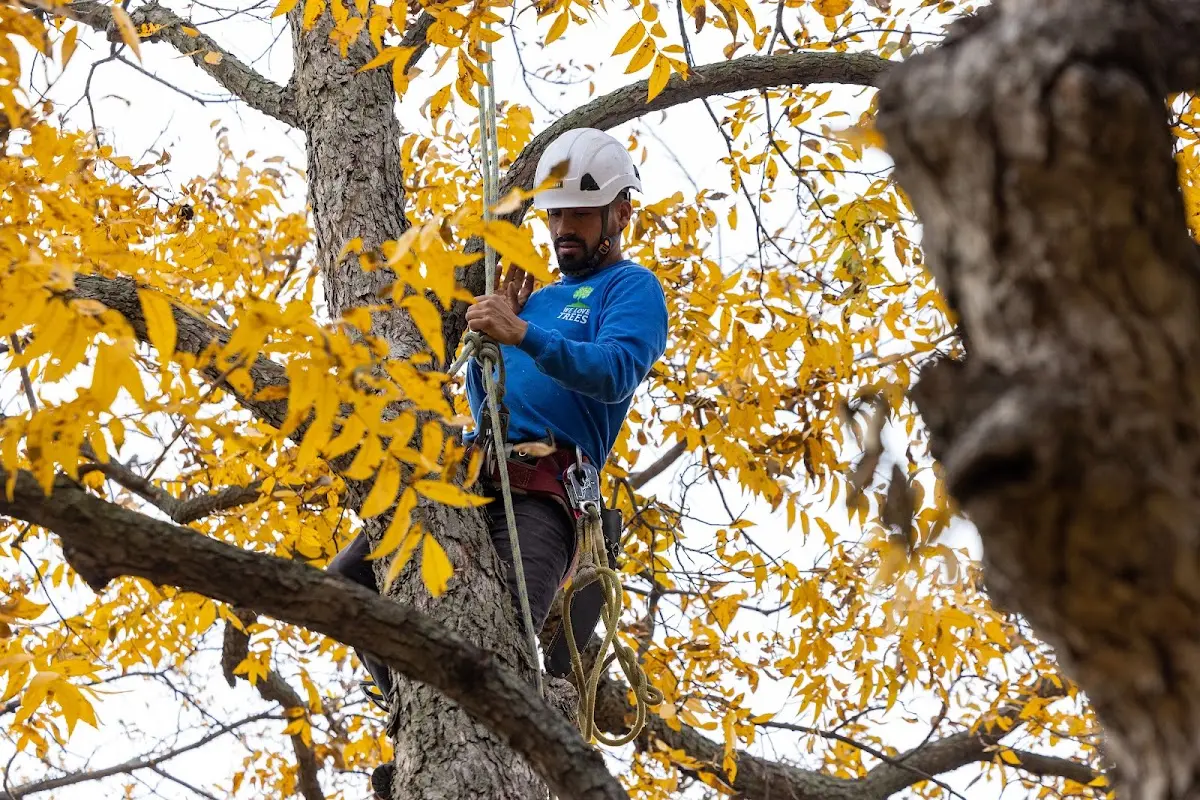 Skilled Storm Damage Cleanup crew working in Turpin
