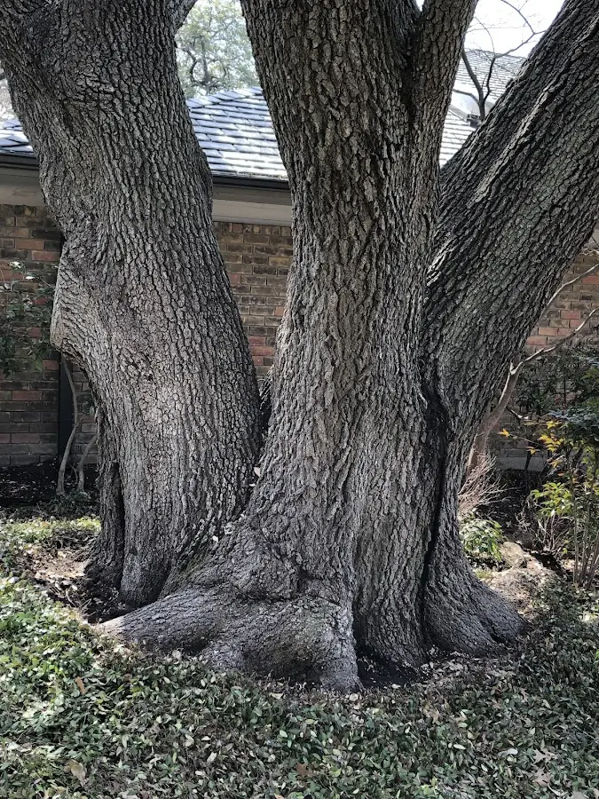Mature heritage tree close to a Turpin property cared for by certified arborists